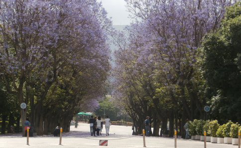Blooming jacaranda trees (Jacaranda mimosifolia) flanking the main alley of the Zappeion Gardens towards the Zappeion Hall. 