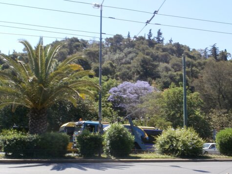 A jacaranda tree trying to hide among other trees on Ardittos Hill by the Panathenaic Olympic Stadium of Athens.
