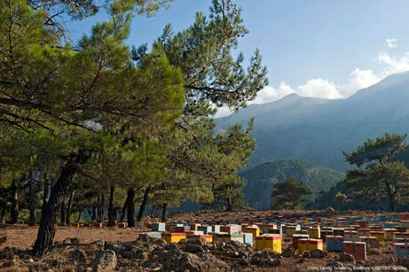 Beehives in Selekano, Lasithi. © GNTO. Photo Y. Skoulas.
