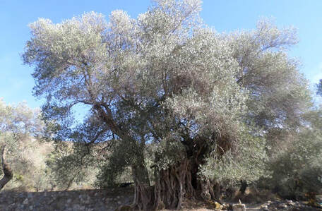 Old Greek olive tree.