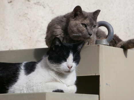 Two proud male stray cats at the yard of the new Acropolis Museum in Athens.