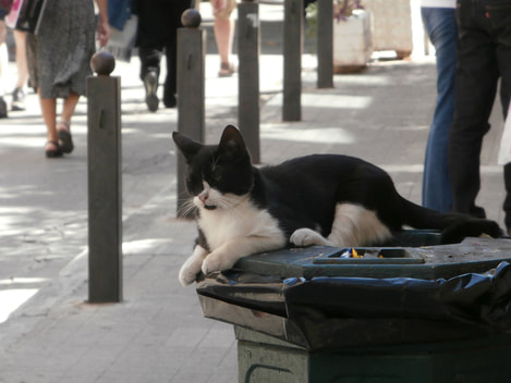 The playful black&white cat by the elementary school of Adrianou Street in Plaka.
