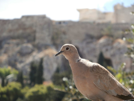 A dove against the Parthenon.