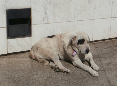 Dayan, named after the one-eyed Israeli general, guarding the entrance to the Acropolis Metro station. He passed away in a warm home in early 2019.