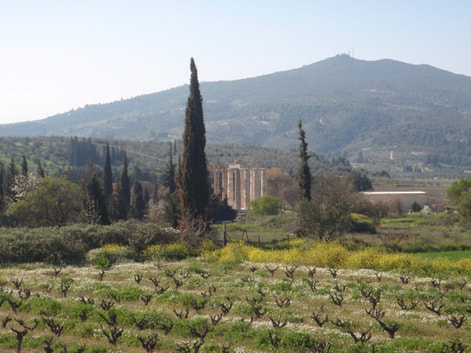 Vineyard close to the ancient site of Nemea.