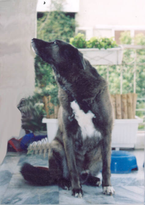 Lobo (1995-2010)