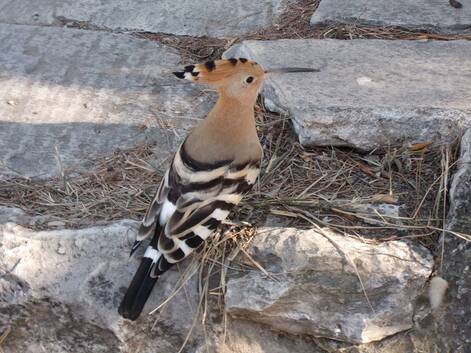 A brave hoopoe, as photographed by John Vellis, flirting with people at close contact by the entrance to the archaeological site of Pnyx.